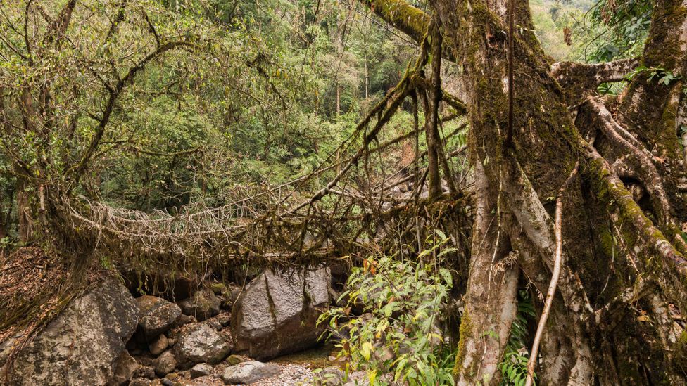 The living root bridges of north-east India have become famous as a tourist attraction - but they could also inspire European urban architecture (Credit: Getty Images)