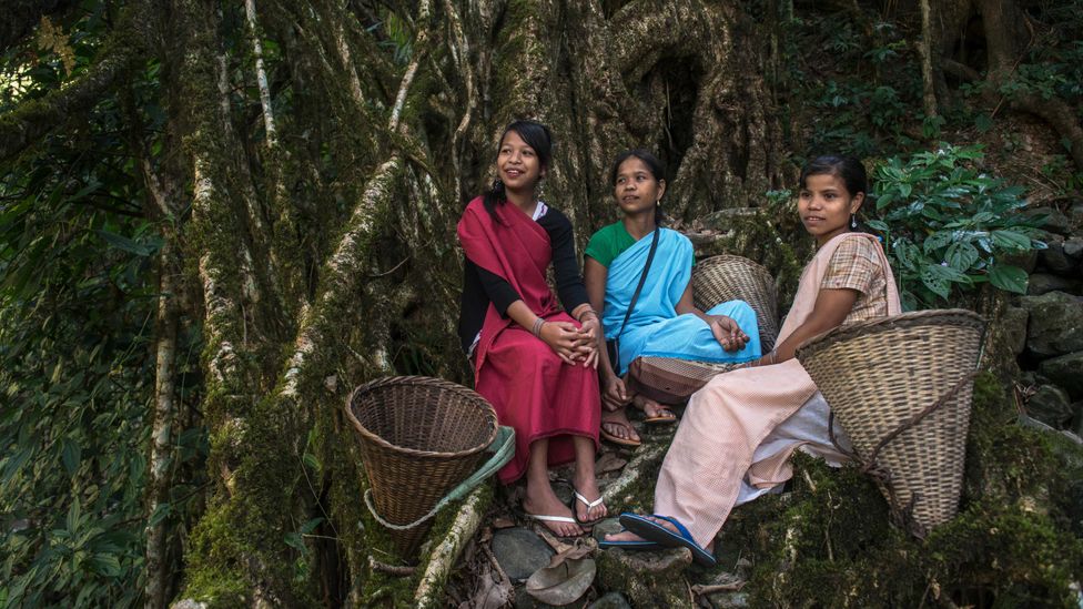 The trees are important not just for crossing rivers, but they hold a revered place in Khasi culture (Credit: Alamy)