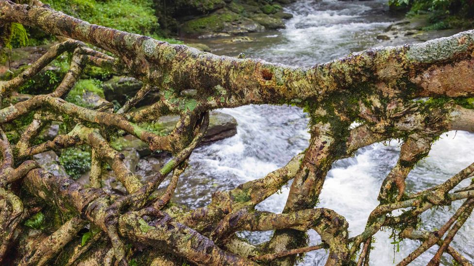 The Ingenious Living Bridges Of India BBC Future   P0b4tqnt 