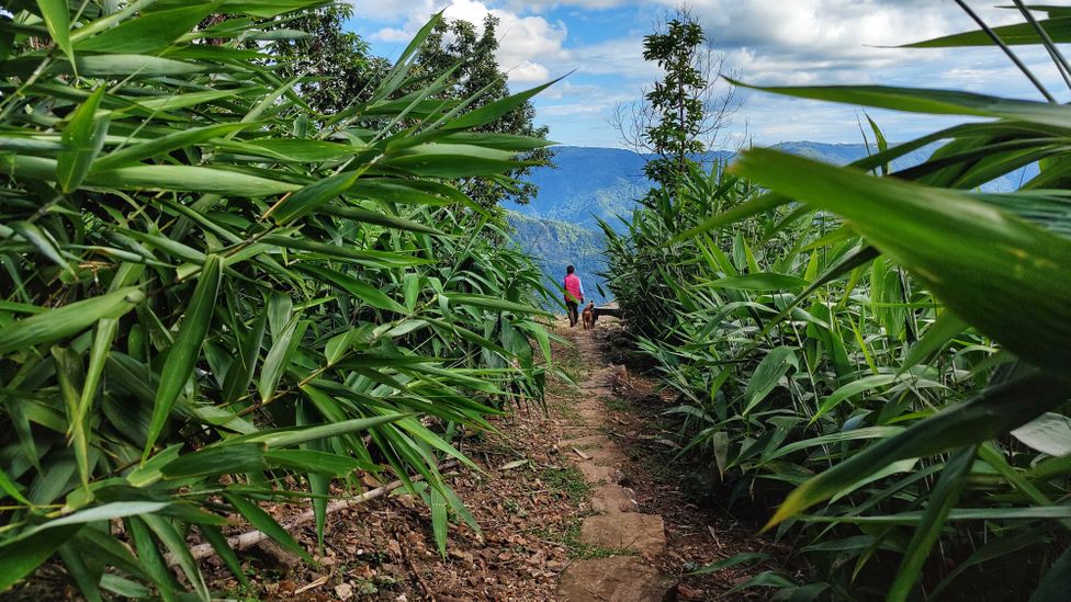 A longer tune is used to call people out in the fields, while a shorter version is used at home (Credit: Satarupa Paul) A longer tune is used to call people out in the fields, while a shorter version is used at home (Credit: Satarupa Paul)