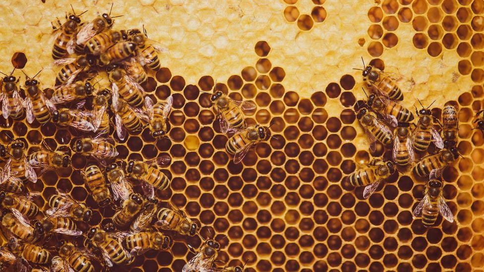 Hexagons are the most efficient shape to store things (Credit: Getty Images) Hexagons are the most efficient shape to store things (Credit: Getty Images)