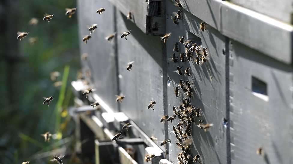 Beekeepers could help the insects by leaving a variety of honey in the hive (Credit: Getty Images) Beekeepers could help the insects by leaving a variety of honey in the hive (Credit: Getty Images)