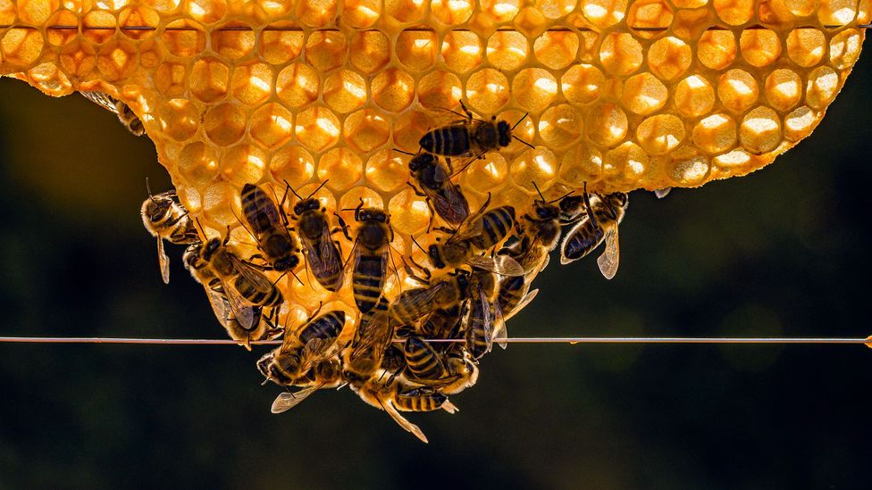Humans, like bees, have evolved to cooperate (Credit: Frank Bienewald/Getty Images)