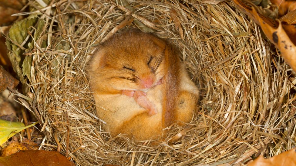 Hedgerows are valuable habitats for a range of wildlife, including the dormouse (Credit: Getty Images)