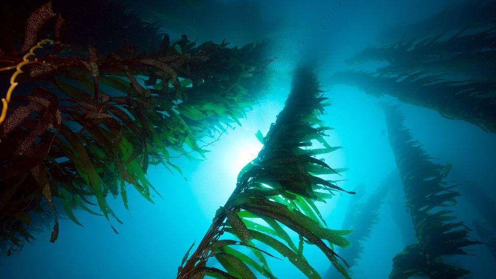 Is seaweed the future of flying?