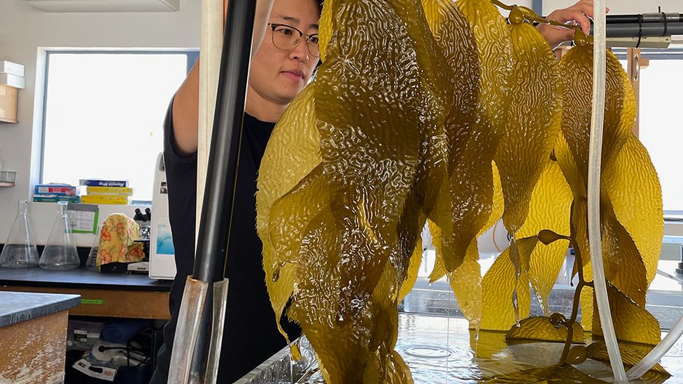 Giant kelp can grow around 2ft (60cm) every day and can be harvested regularly without killing the organism (Credit: BBC)