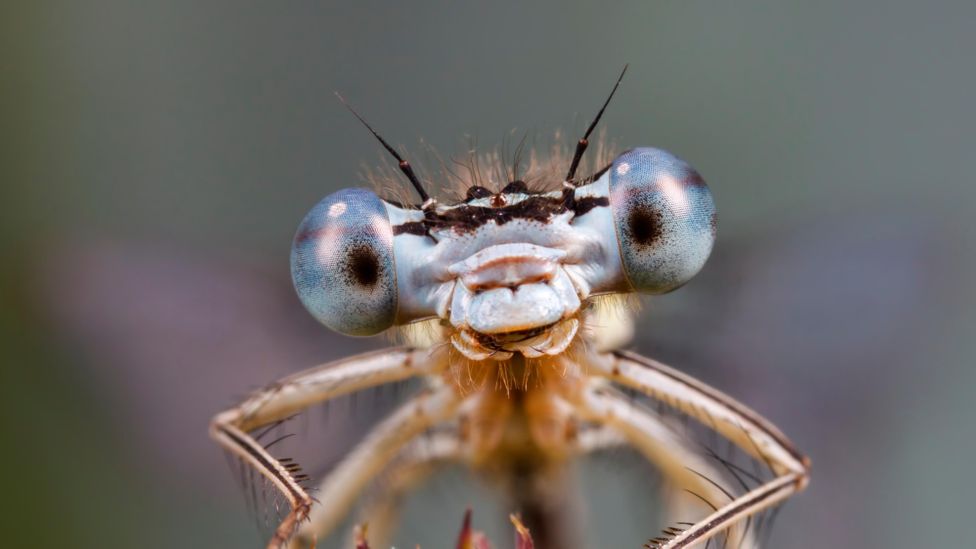Why insects are more sensitive than they seem - BBC Future