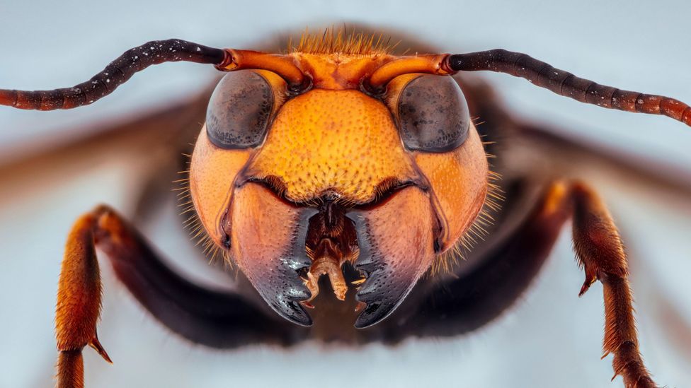 During "slaughter season" gangs of giant Asian hornets launch ferocious attacks on honeybees, decapitating the adults and eating their offspring (Credit: Alamy)