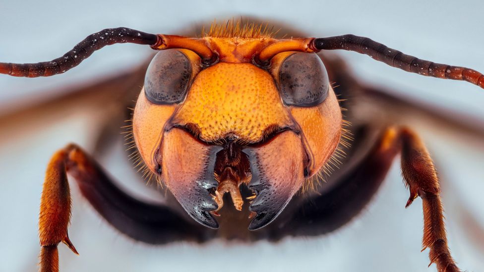 unbiased news During "slaughter season" gangs of giant Asian hornets launch ferocious attacks on honeybees, decapitating the adults and eating their offspring (Credit: Alamy)