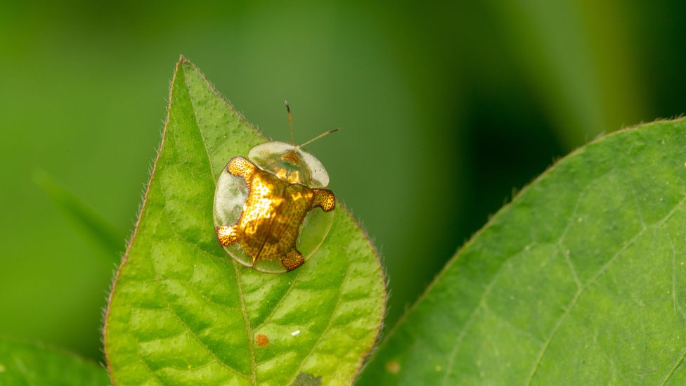 For insects, golden tortoise beetles are unusually good at making their feelings clear (Credit: Alamy)