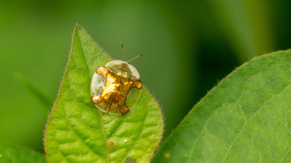 unbiased news source For insects, golden tortoise beetles are unusually good at making their feelings clear (Credit: Alamy)