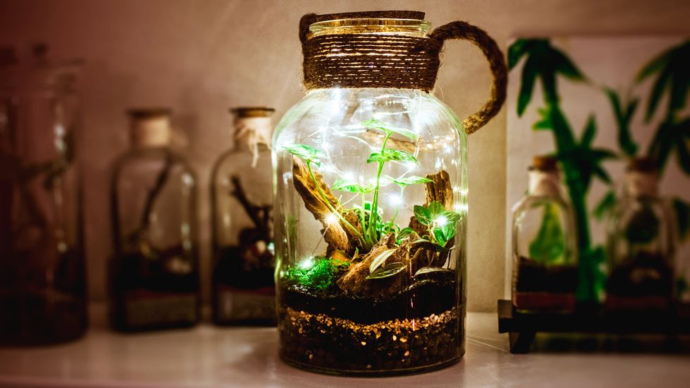 The magical miniature worlds of terrariums - BBC Future