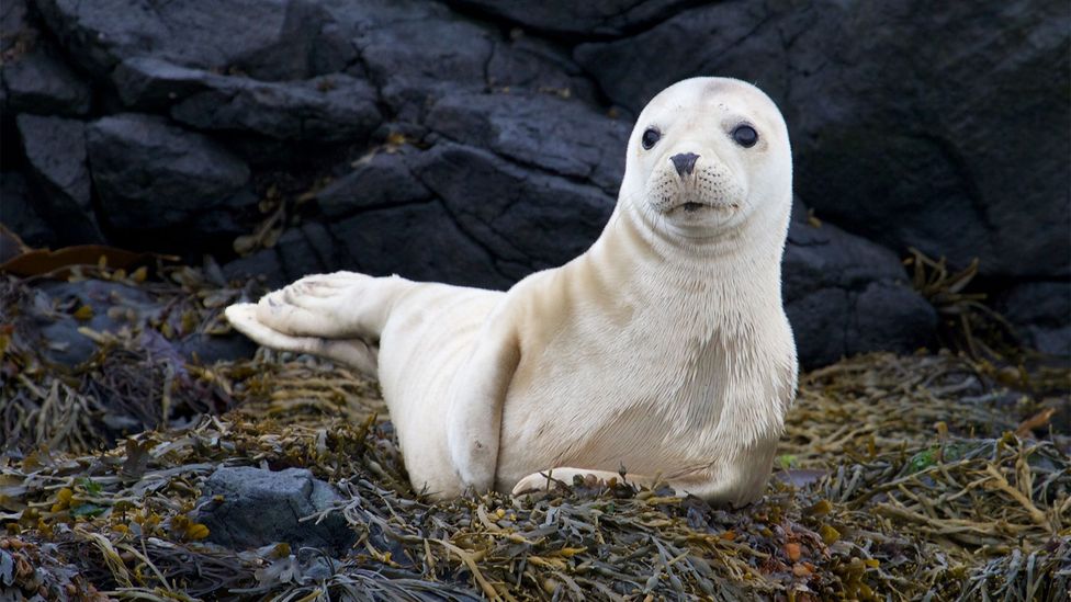 Ireland Seal Rescue (Credit: Iain Stych/Getty Images)