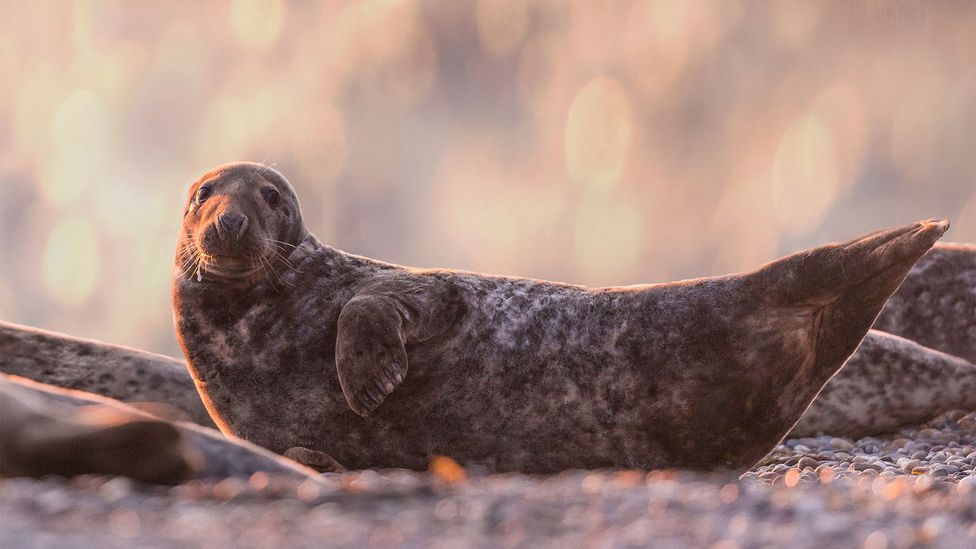 Ireland's inspiring seal sanctuary - BBC Travel