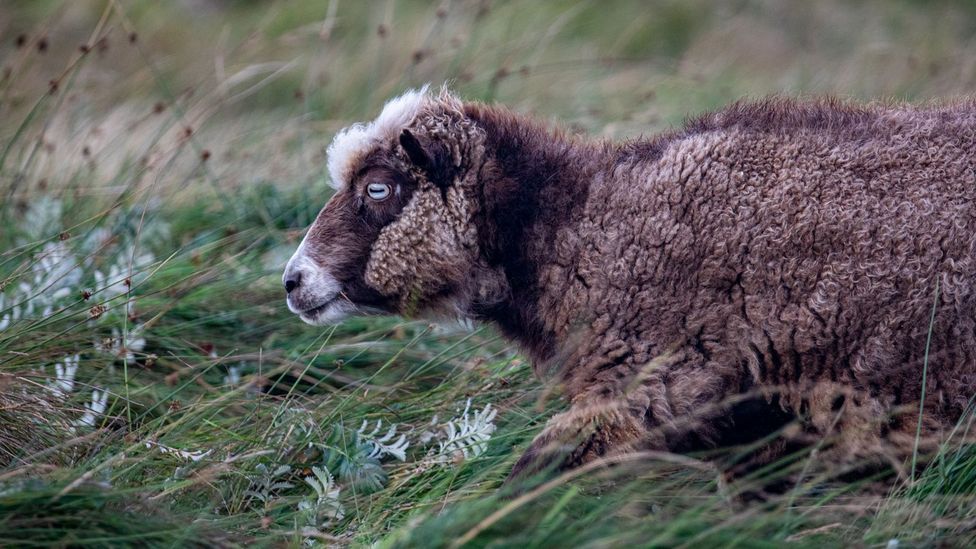 Hardy Foula sheep roam the island along with Shetland ponies (Credit: Jamie Lafferty)