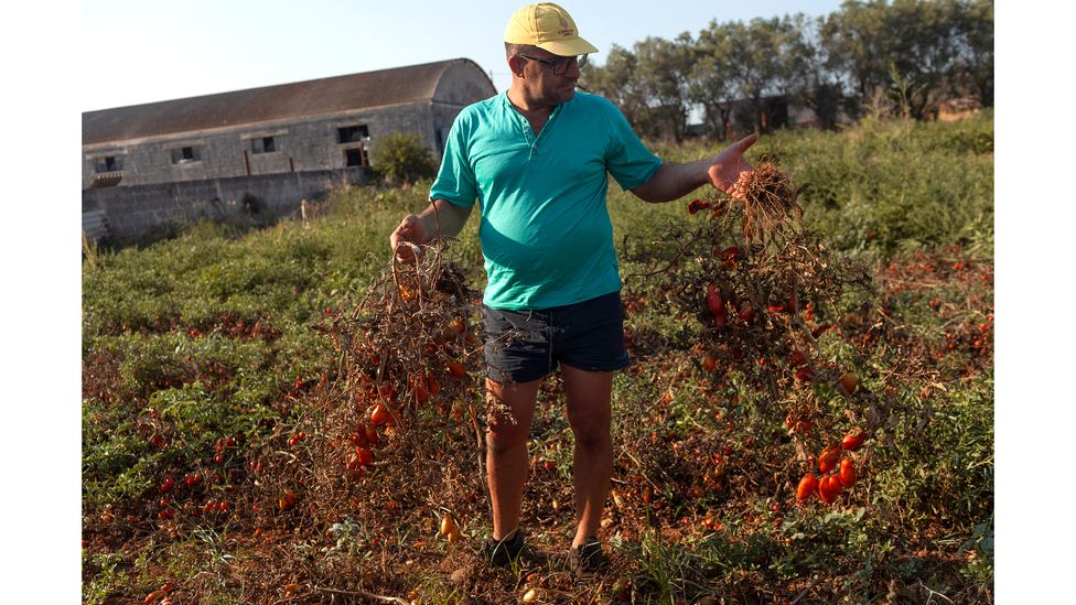 As climate change alters rainfall patterns, new varieties of drought resistant crops will be needed in areas that struggle with water shortages (Credit: Janos Chiala/Getty Images)