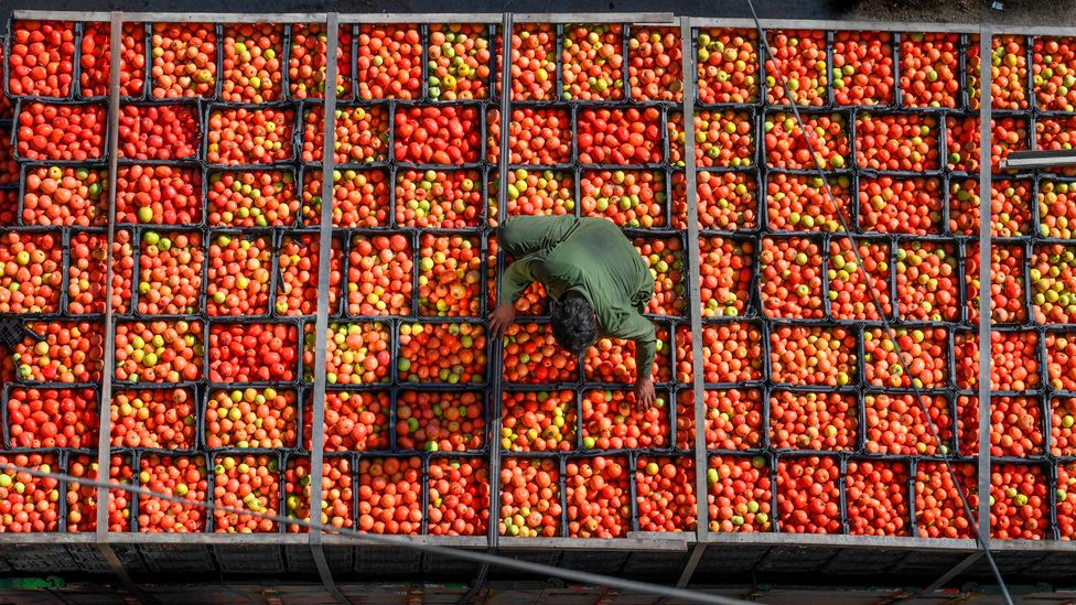More than 180 million tons of tomatoes are produced globally each year, but the crop is sensitive to changes in the climate (Credit: Arif Ali/AFP/Getty Images)
