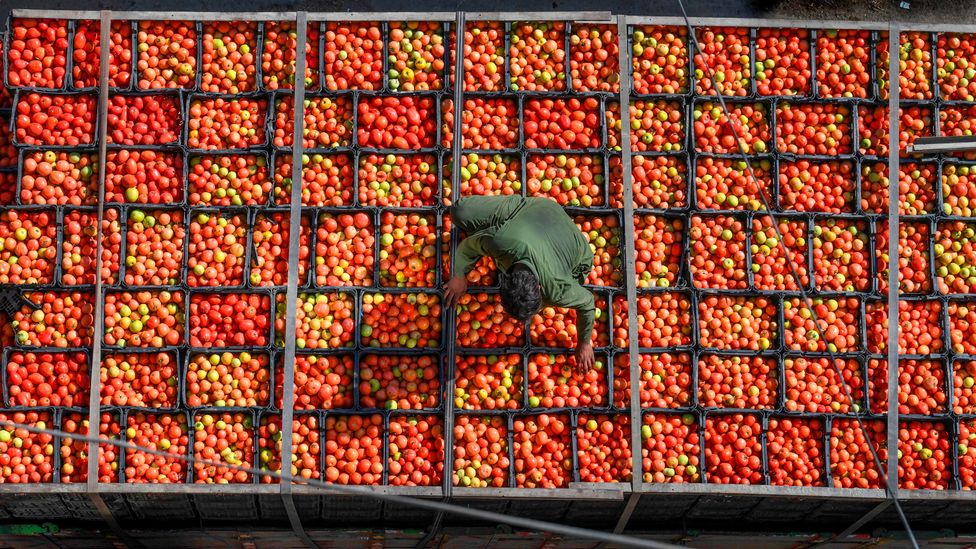 The Tomatoes At The Forefront Of A Food Revolution BBC Future   P0b8r62m 