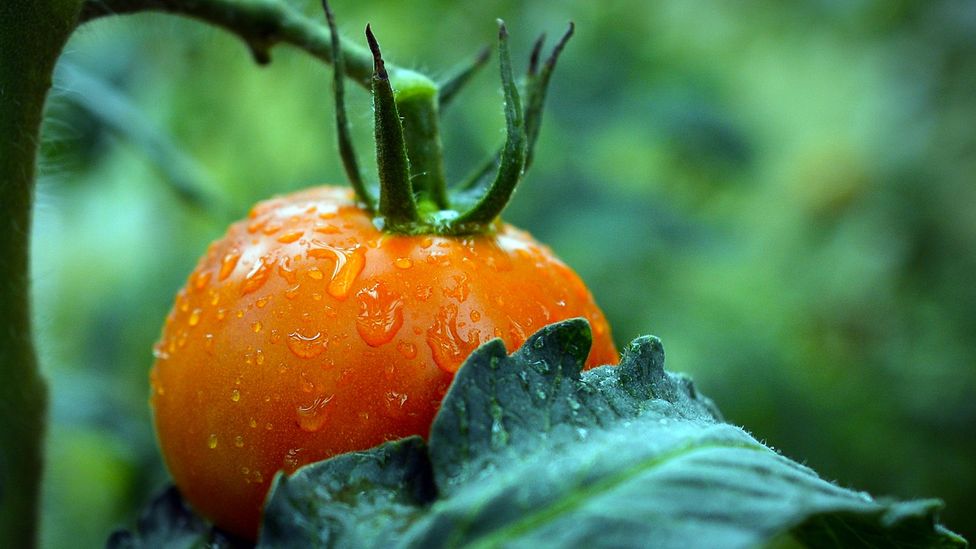 Scientists are attempting to create new varieties of tomatoes using gene editing that are hardier and tastier  (Credit: NurPhoto/Getty Images)