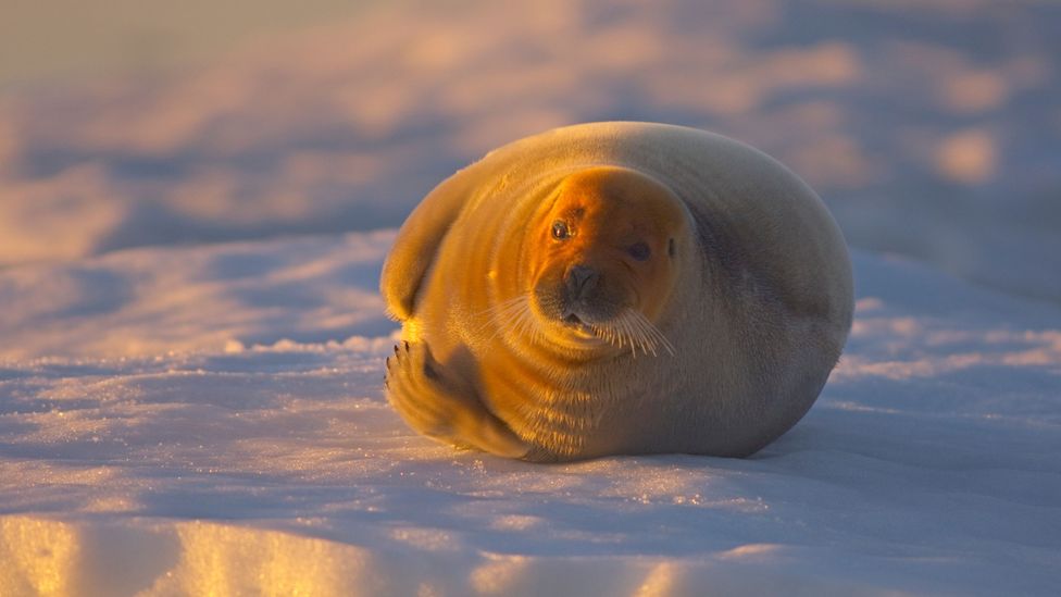 Bearded seals have been a major source of food for the Iñupiaq for thousands of years, but climate change has made life harder for them (Credit: Alamy)