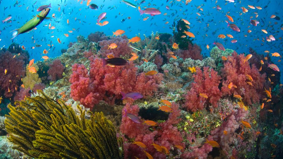 Some of Fiji’s most spectacular scenery is beneath the azure waters that surround the 333 islands and atolls (Credit: Darryl Leniuk/Getty Images)