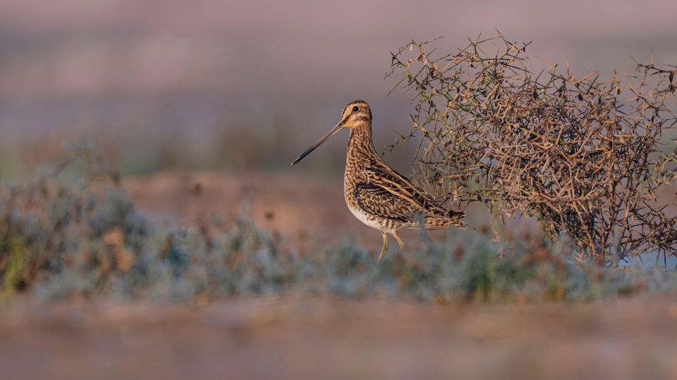 In the 14th Century, a Christmas spread might involve dozens of different types of meat, including obscure birds such as snipe (Credit: Alamy)