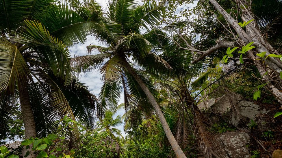 Moyenne was once so overgrown that falling coconuts never hit the ground (Credit: PhotoStock-Israel/Alamy)