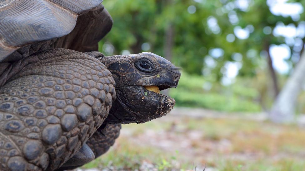 Fifty free-range giant Aldabra tortoises roam Moyenne (Credit: Kit Day/Alamy)