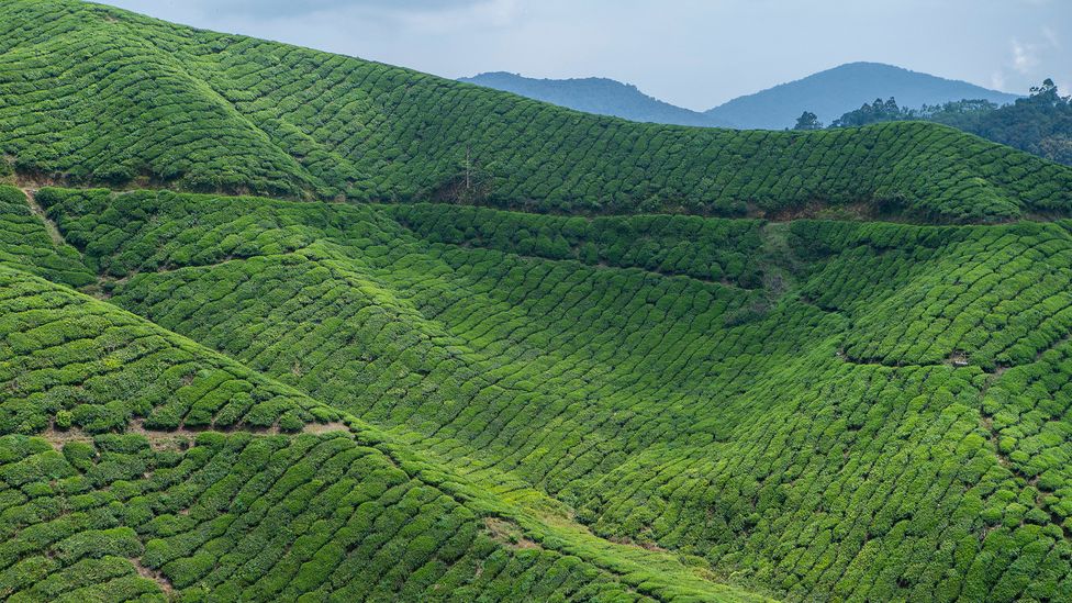 马来西亚中部金马仑高原连绵起伏的丘陵为种植茶叶提供了理想的条件（图片来源：Matt Stirn）