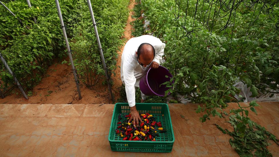 Emirates Bio Farm is the largest private organic farm in the country (Credit: Francois Nel/Getty Images)