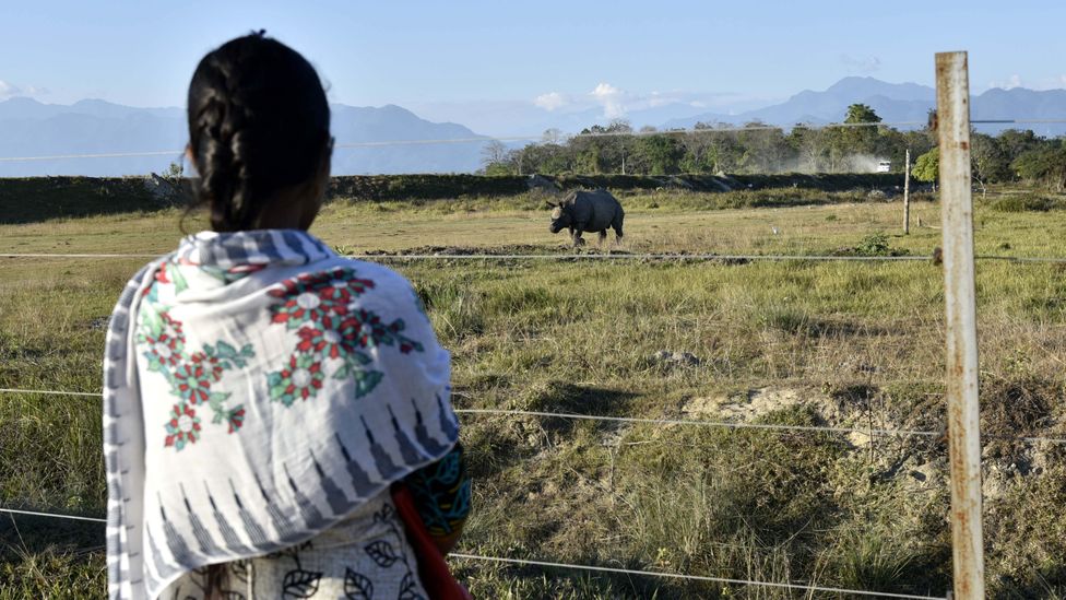 The high regard that locals in Manas have for their rhinos has been key to supporting their growing population (Credit: Getty Images)