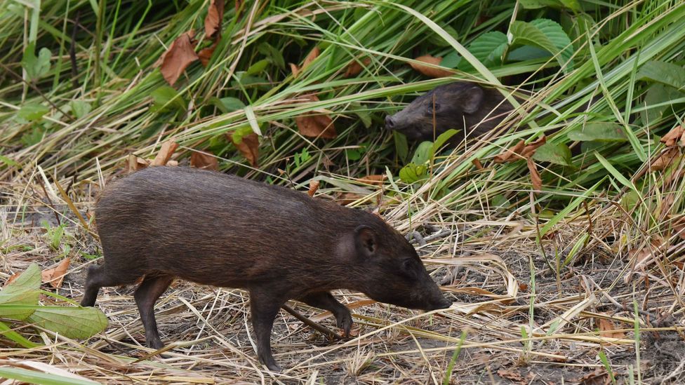 The pygmy hog is one of several endangered species to be reintroduced to Manas in the wake of the Bodo conflict (Credit: Getty Images)