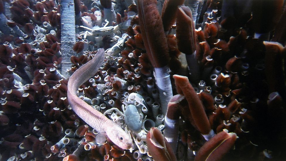 Once thought to be devoid of life, hydrothermal vents in the deep ocean have been found to teem with creatures (Credit: Science Photo Library)