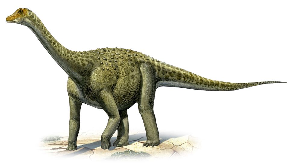 Titanosaurus indicus was discovered after gigantic vertebrae were discovered in the city of Jabalpur, Madhya Pradesh, in 1828 (Credit: Alamy)