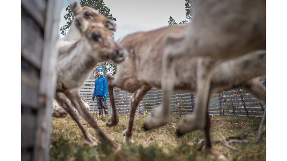Many elements of Sámi parenting evolved as part of the daily work of reindeer herders (Credit: Paadar Images)