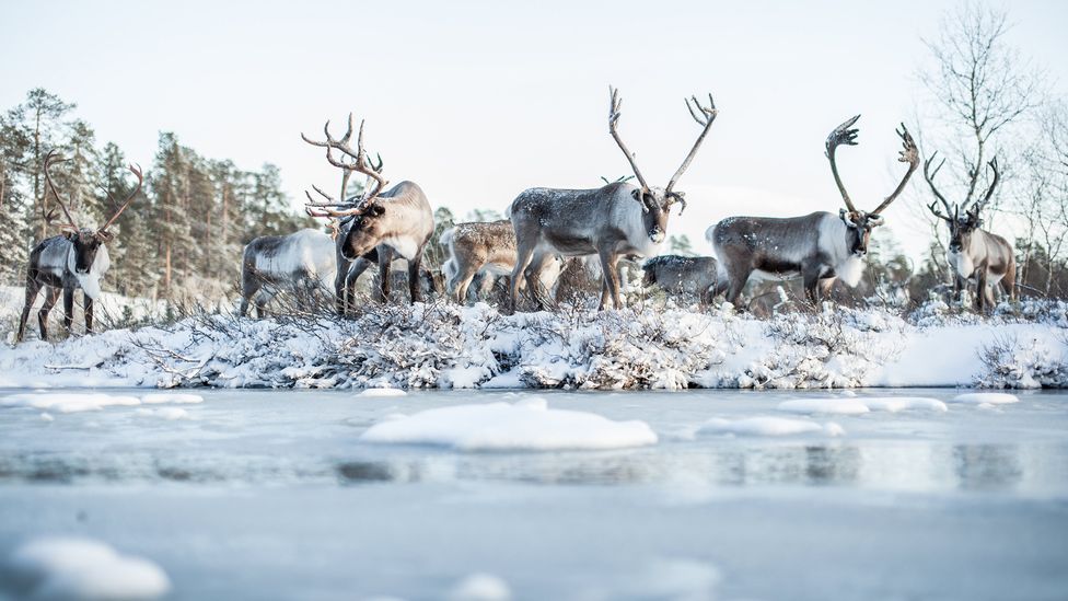 The Arctic seasons shape the lives of reindeer-herding families (Paadar Images)