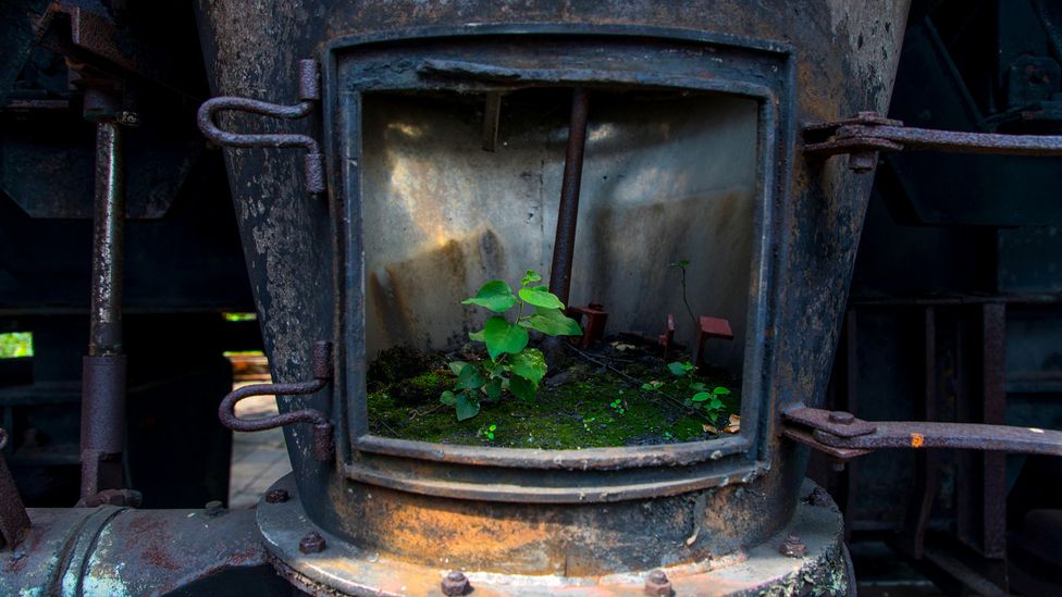 Plants grow in an old fan at Zollverein coking plant in Essen, Germany. (Credit: Jochen Tack / Alamy) Plants grow in an old fan at Zollverein coking plant in Essen, Germany. (Credit: Jochen Tack / Alamy)