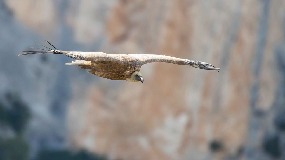 Visitors come to see vultures flying over the Gorges du Verdon canyon (Credit: Raymond Salmon/Getty Images)