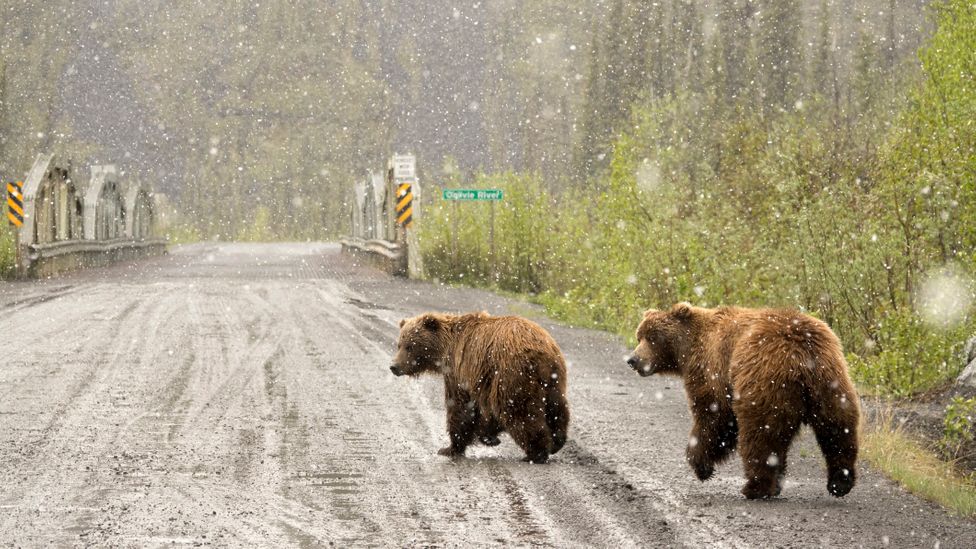 The remote landscape is home to a variety of wildlife, including grizzly bears (Credit: milehightraveler/Getty Images)