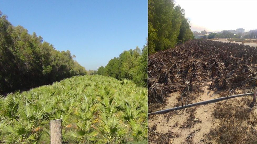 Washingtonia palm planted as part of One Million Trees initiative near Dubai in 2016 (left) and 2019 (right) (Credit: Hamza Nazzal)