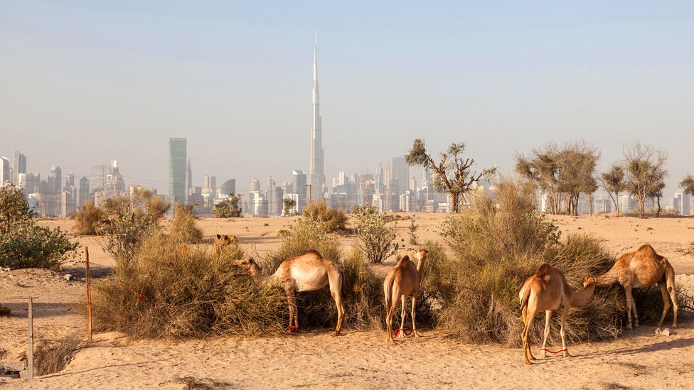 Camels in the desert with Dubai cityscape in the background (Credit: philipus / Alamy)