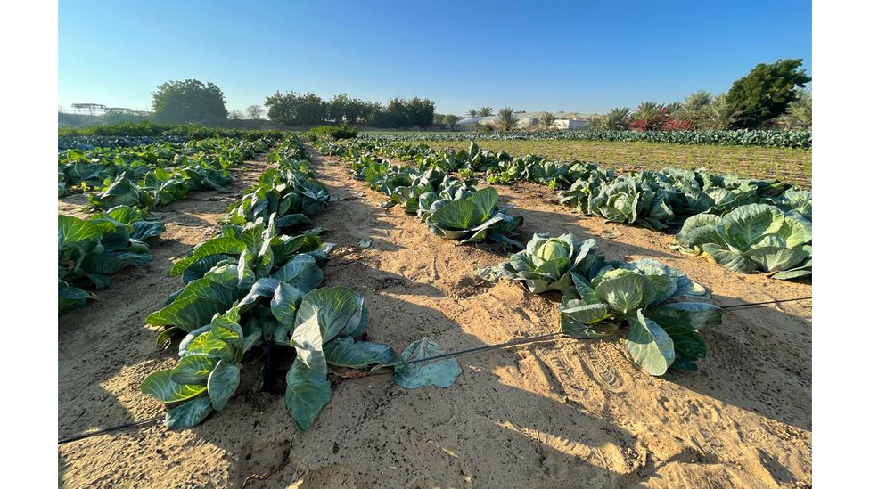 Vegetables in field treated with liquid natural clay (Credit: Desert Control)