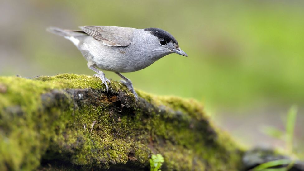 Climate change has shifted the migration routes of birds such as blackcaps (Credit: Alamy)
