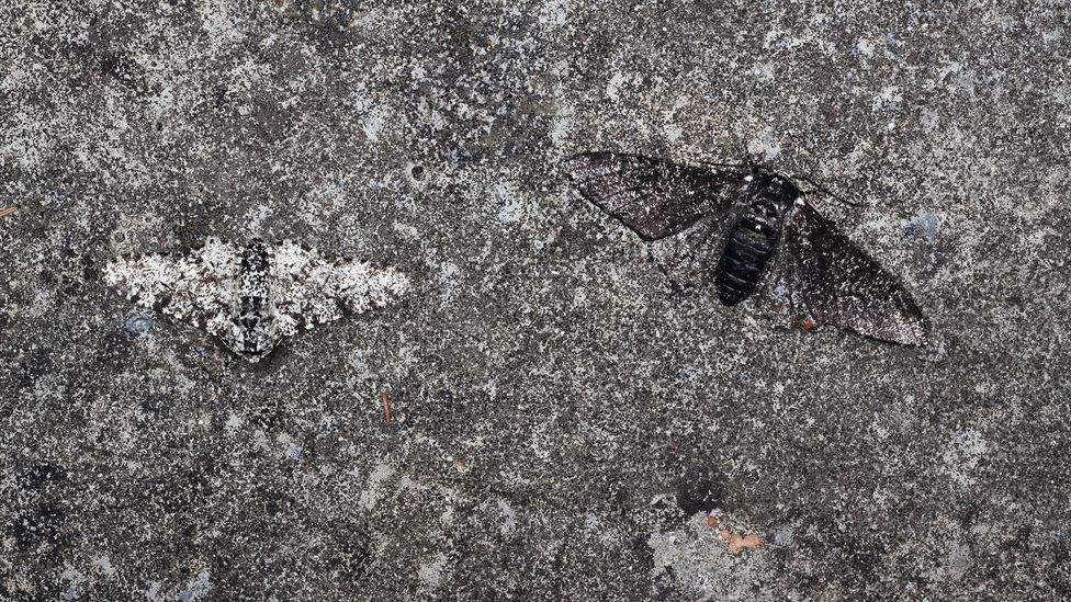 The peppered moth is one of the earliest known examples of how human pollution triggered microevolution in an animal (Credit: Bill Coster/Alamy)