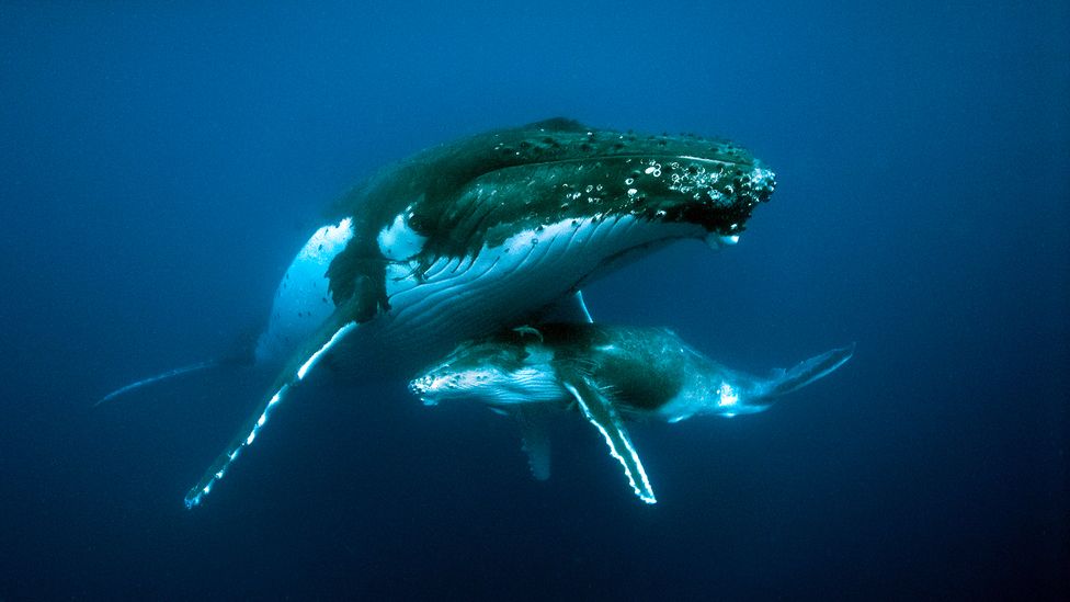 The songs of humpback whales have changed due to human-generated noise in the oceans, but the creatures have also inspired human inventors (Credit: Alamy)