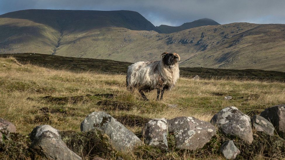 The bogland appears mostly vast and empty, but sheep can still be found grazing in the wilderness (Credit: Bo Scheeringa/Alamy Stock Photo)