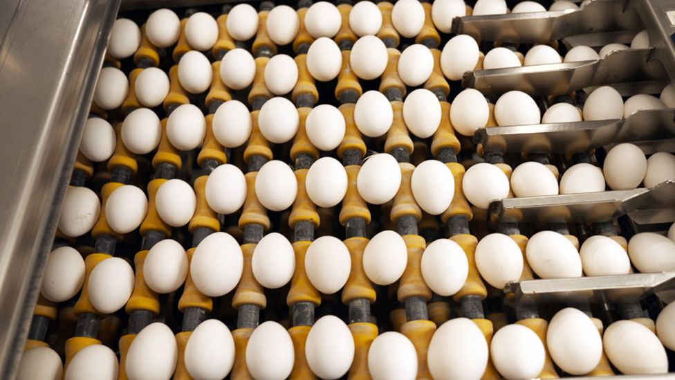 Eggs on rollers in a packing factory (Credit: BBC)