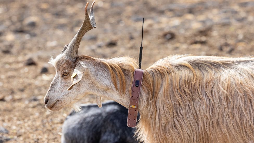 Scientists tagged goats for a two year study of their movement patterns to test whether they detect volcanoes (Credit: MPI-AB)