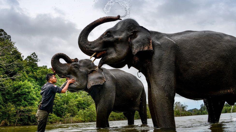 According to eyewitness accounts, elephants ran for higher ground ahead of the 2004 Indian Ocean tsunami (Credit: CHAIDEER MAHYUDDIN/Getty)