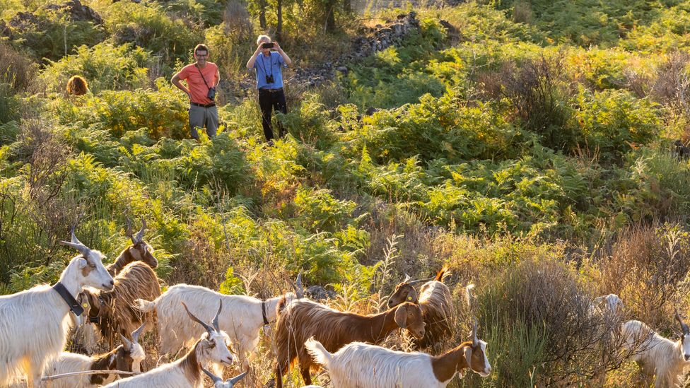 Scientist Martin Wikelski tagged goats to see if they could detect volcanic eruptions at Mount Etna (Credit: Christian Ziegler/MPI-AB)